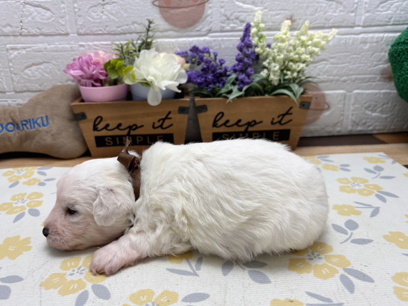 赤ちゃん写真2-2