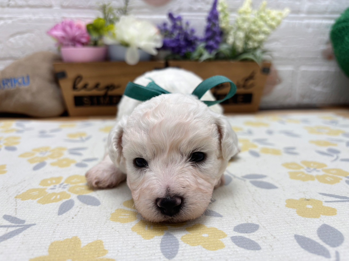 ビション・フリーゼ