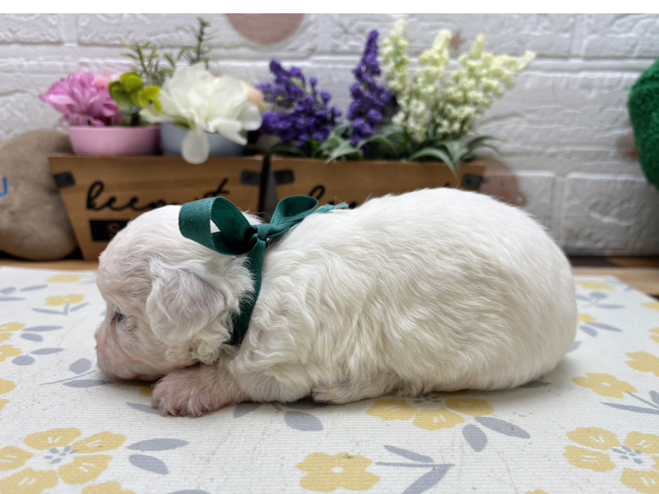 赤ちゃん写真2-2