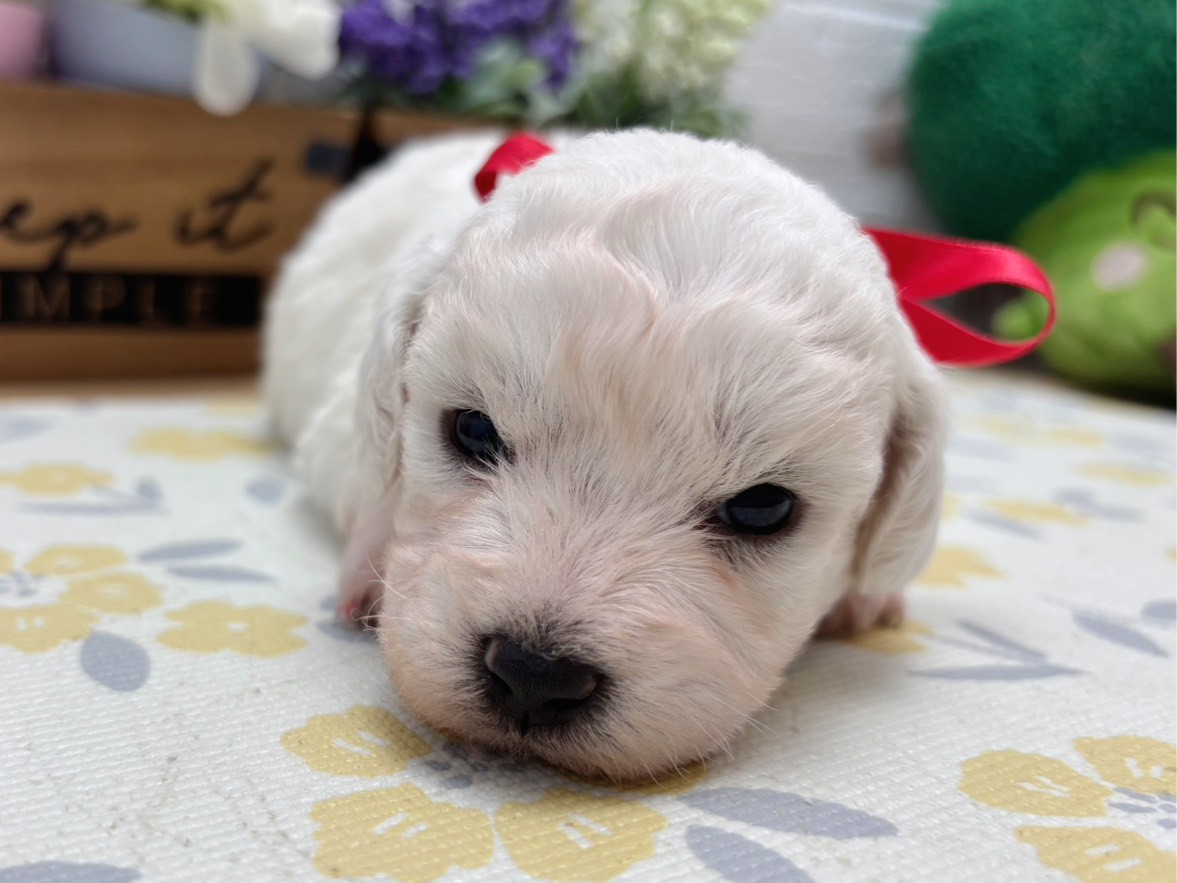 ビション・フリーゼ