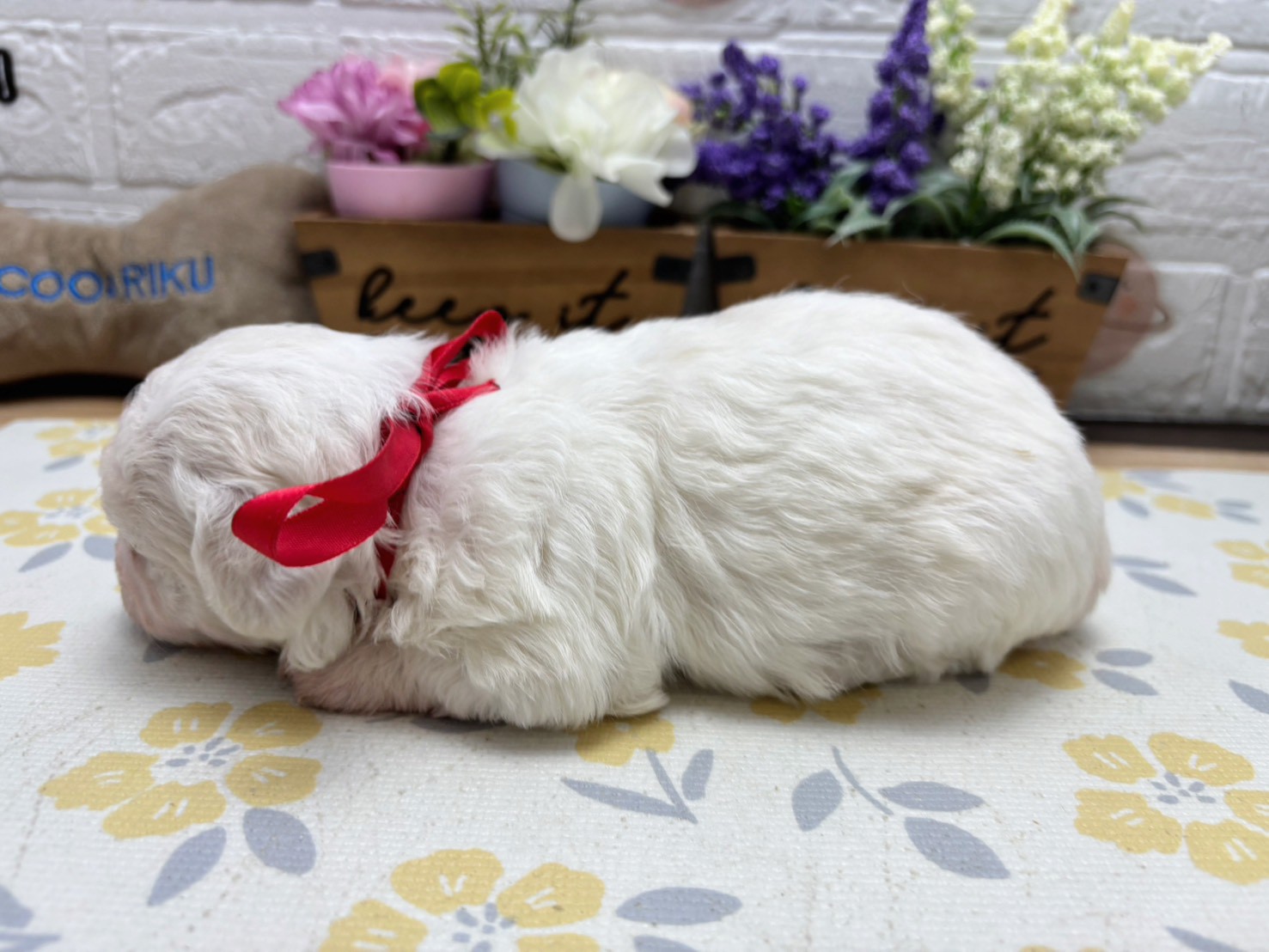 赤ちゃん写真2-2