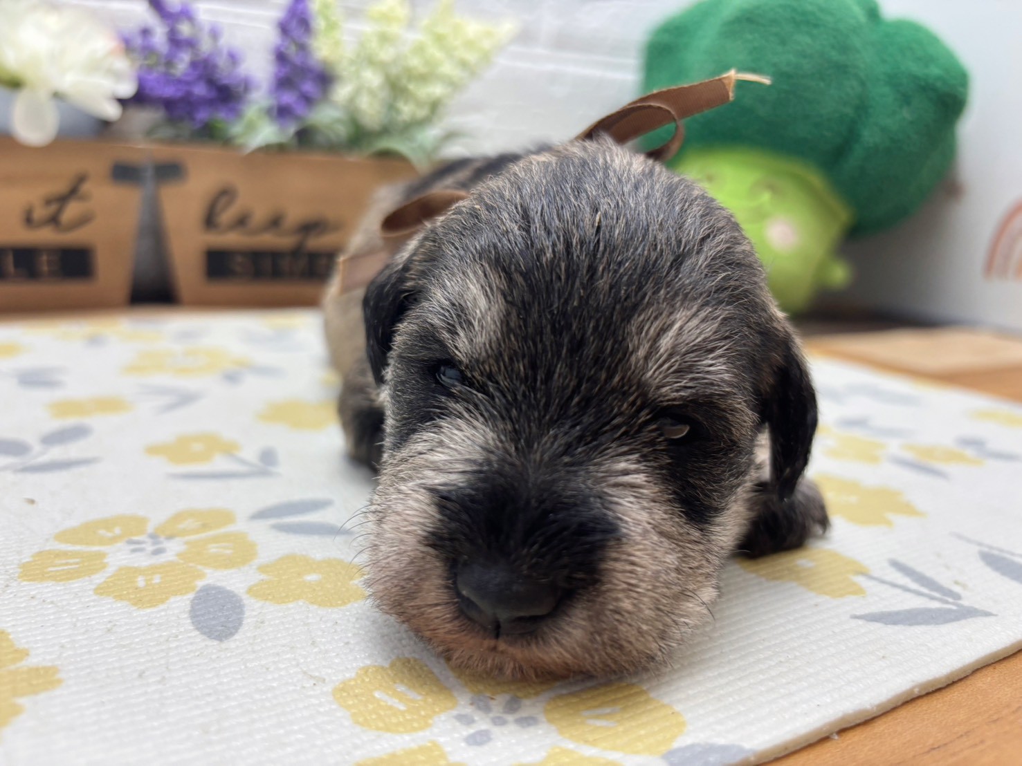 ミニチュア・シュナウザー