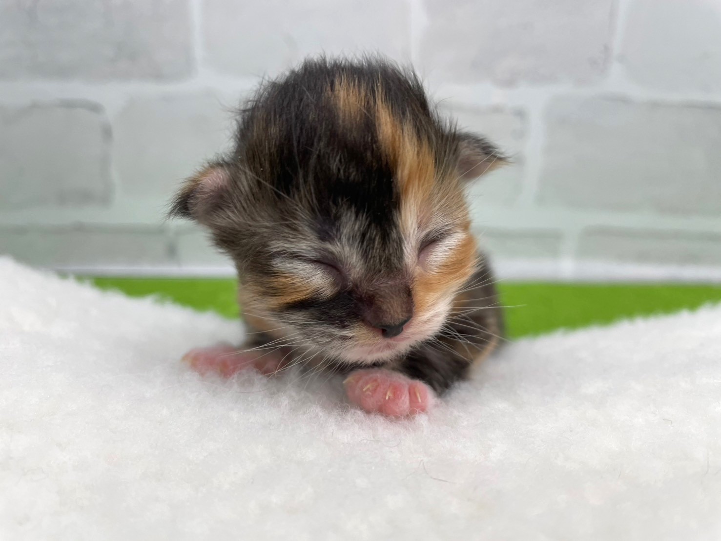 赤ちゃん写真1-1