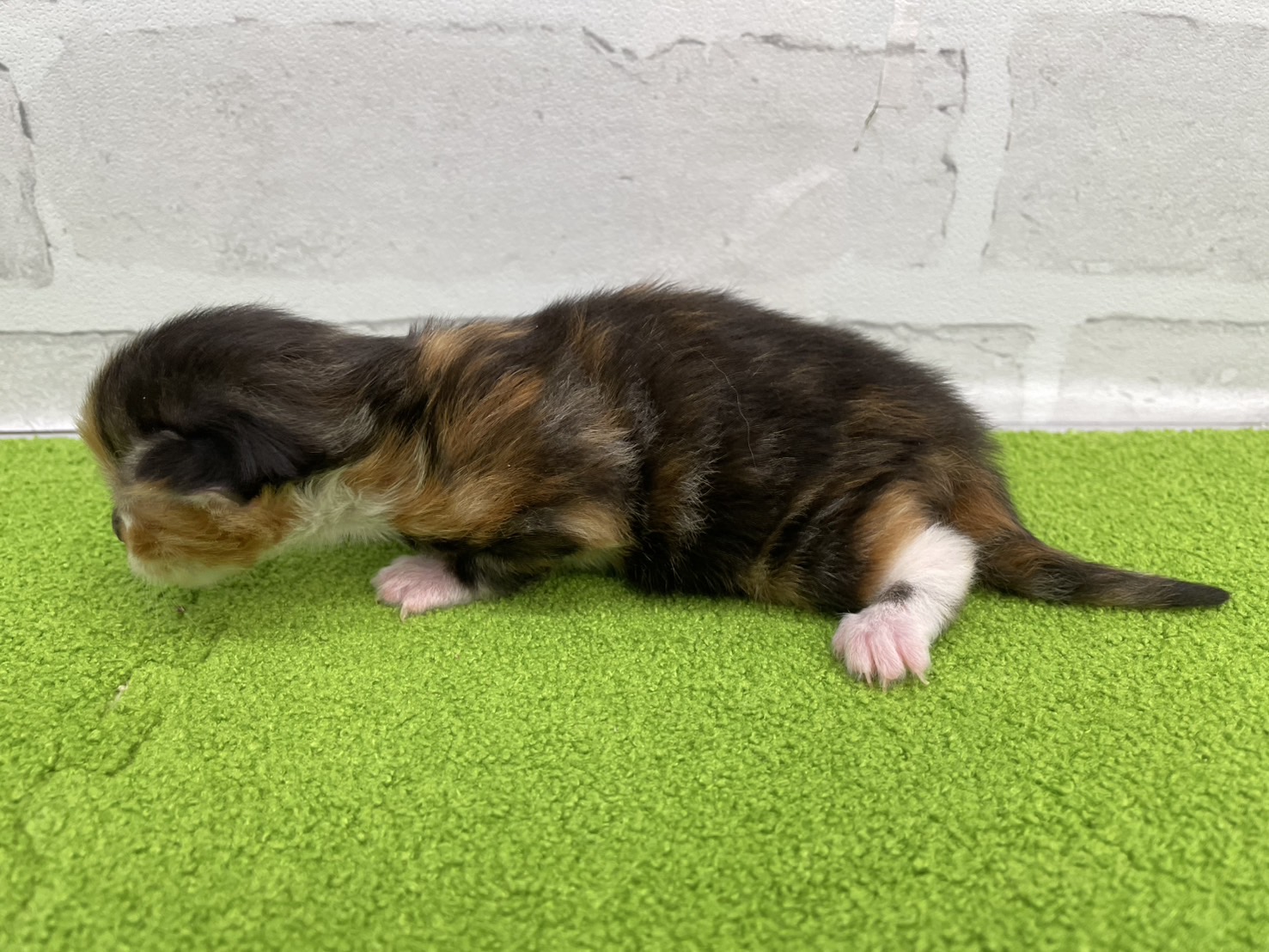 赤ちゃん写真1-2