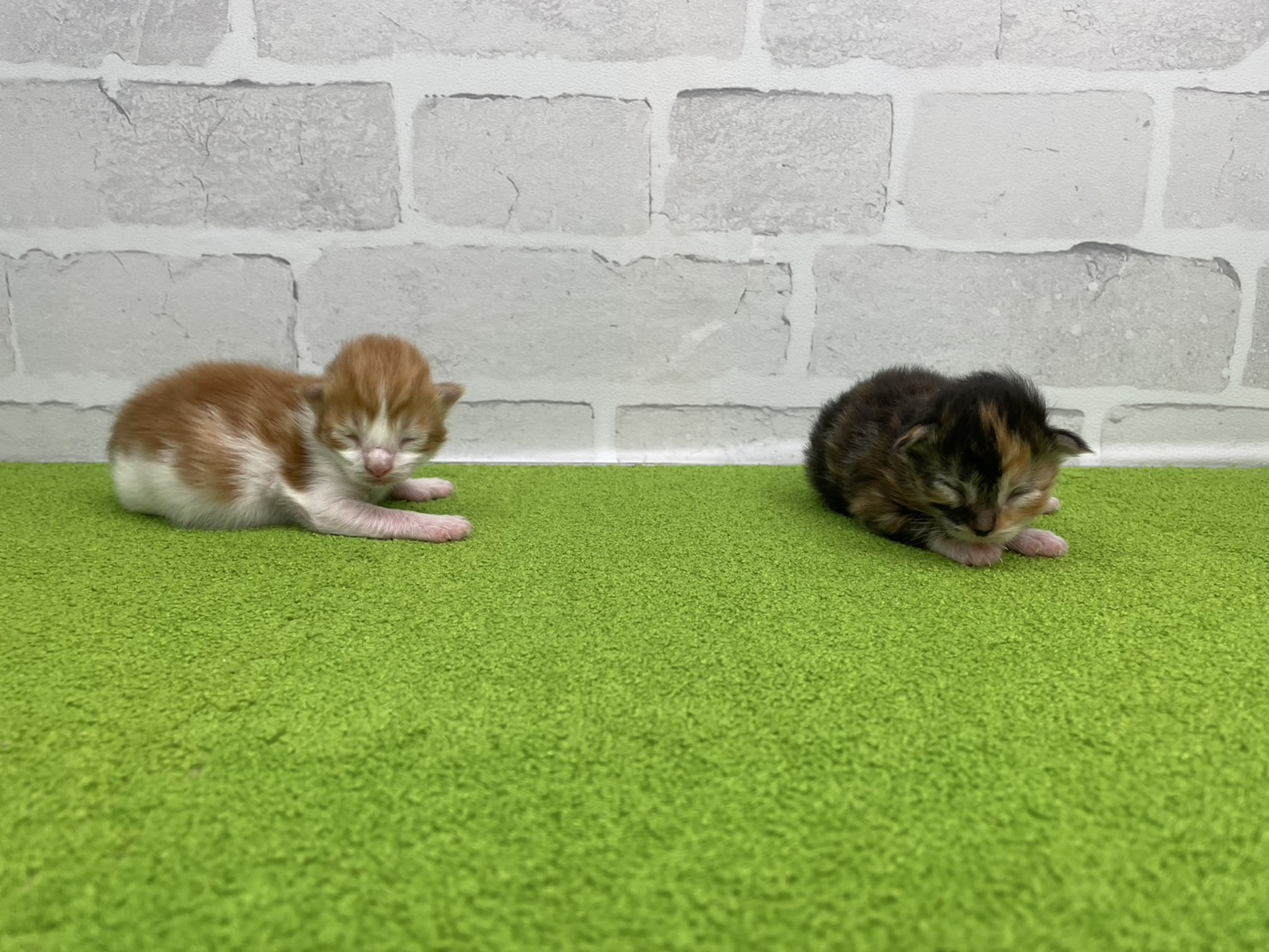 赤ちゃん写真1-3