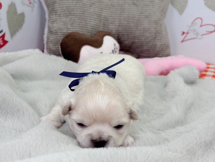 チワワ（ロングコート）