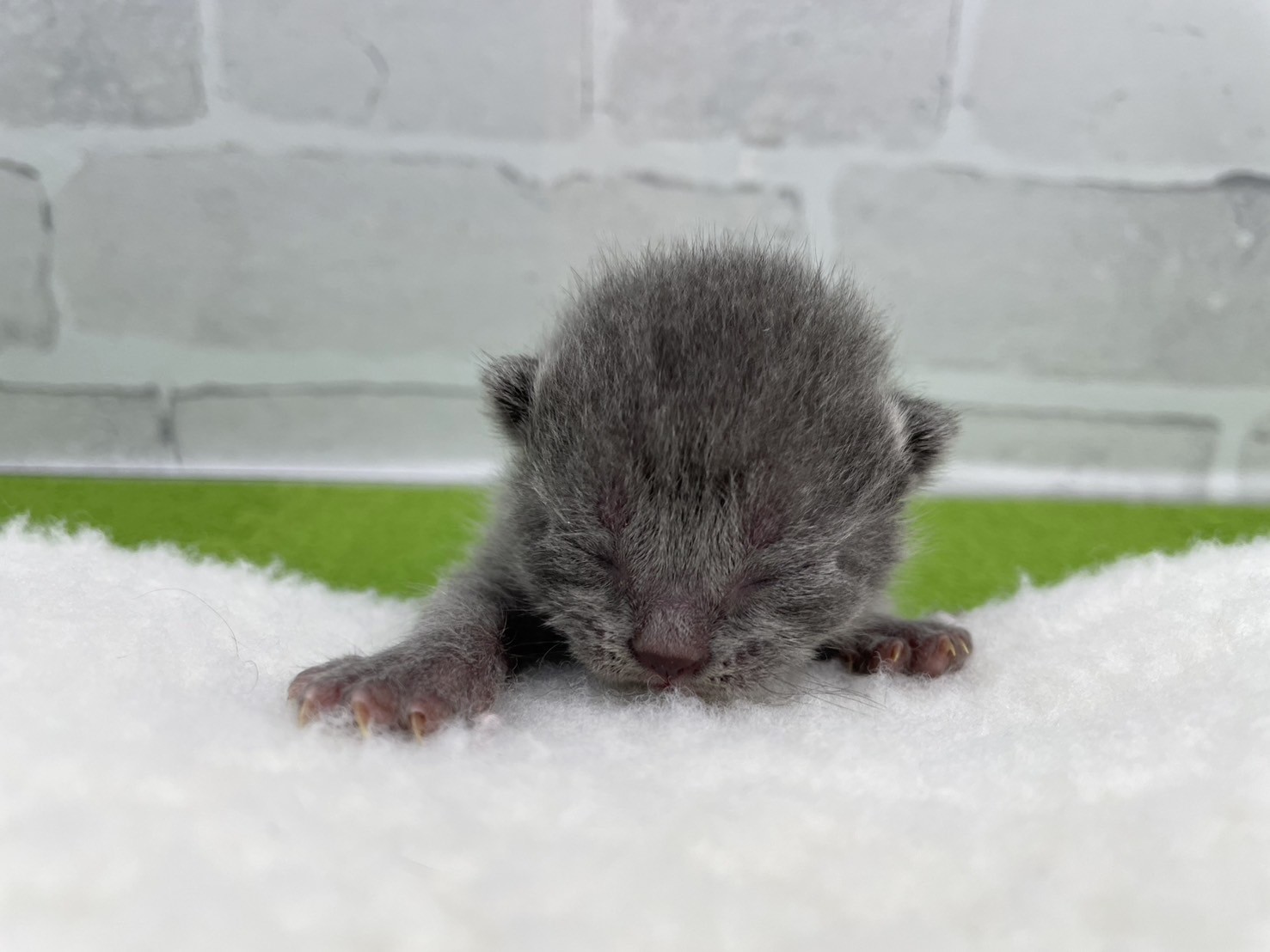 ブリティッシュショートヘアー