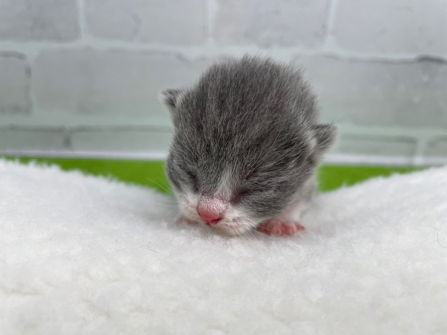ブリティッシュショートヘアー