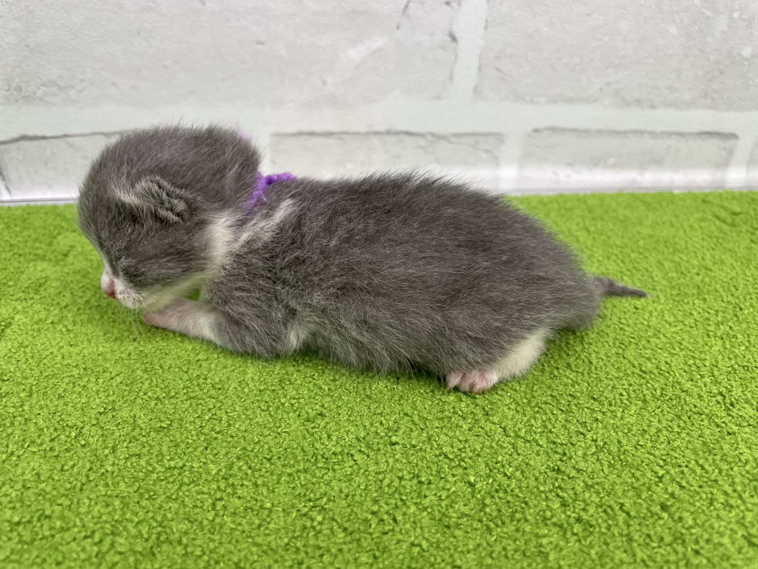 赤ちゃん写真1-2