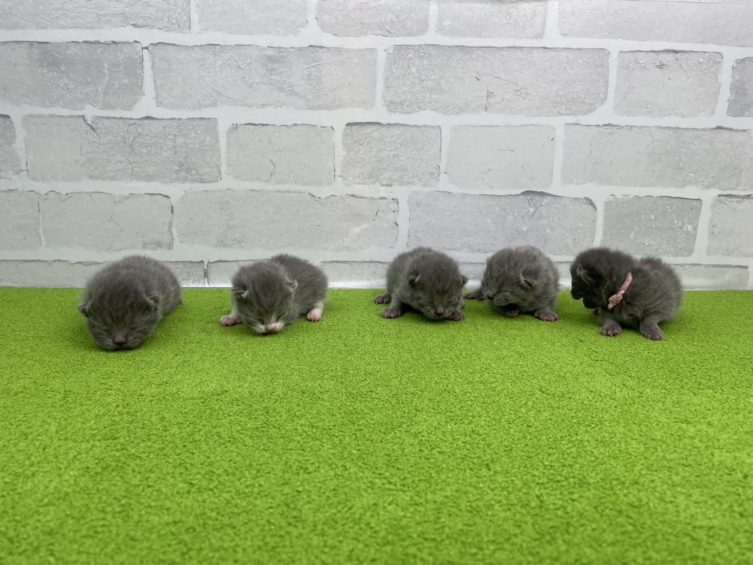 赤ちゃん写真1-3