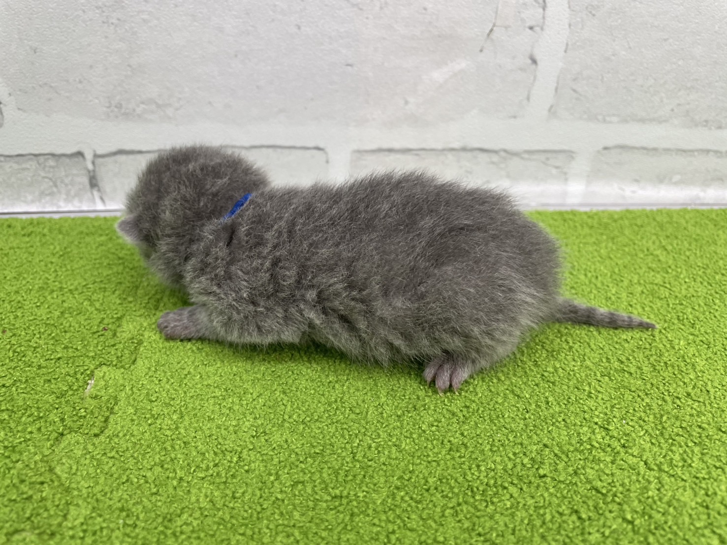 赤ちゃん写真1-2