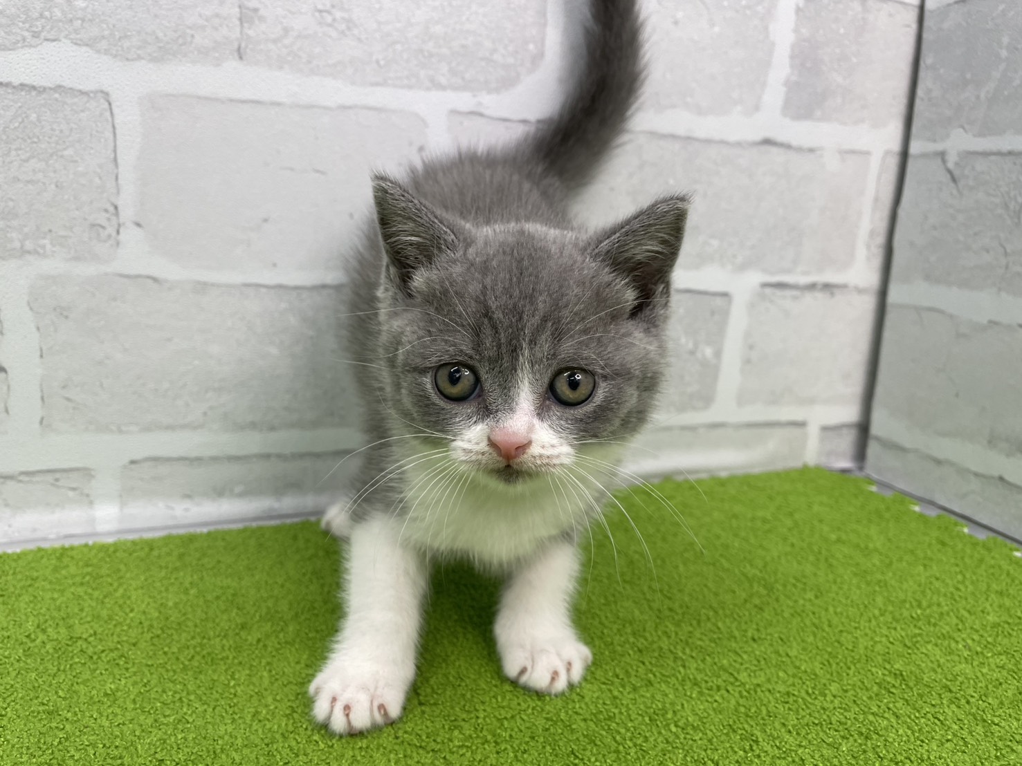 ブリティッシュショートヘアー
