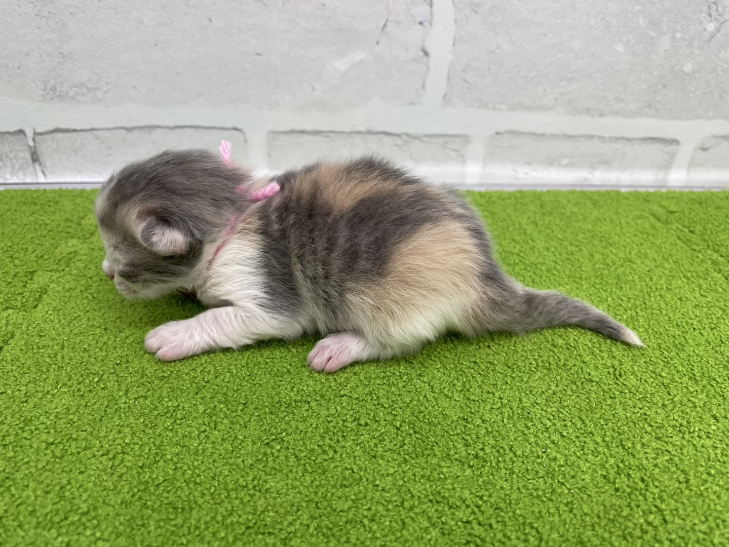 赤ちゃん写真1-2