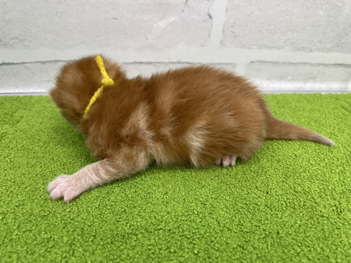 赤ちゃん写真1-2