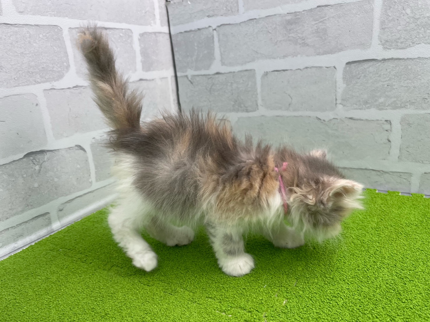 赤ちゃん写真2-2