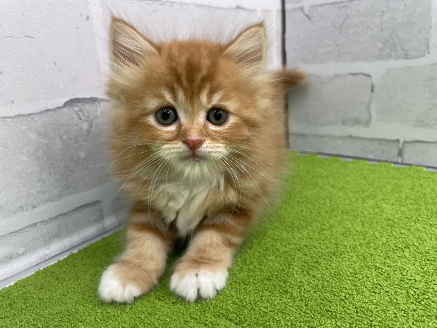 赤ちゃん写真3-1