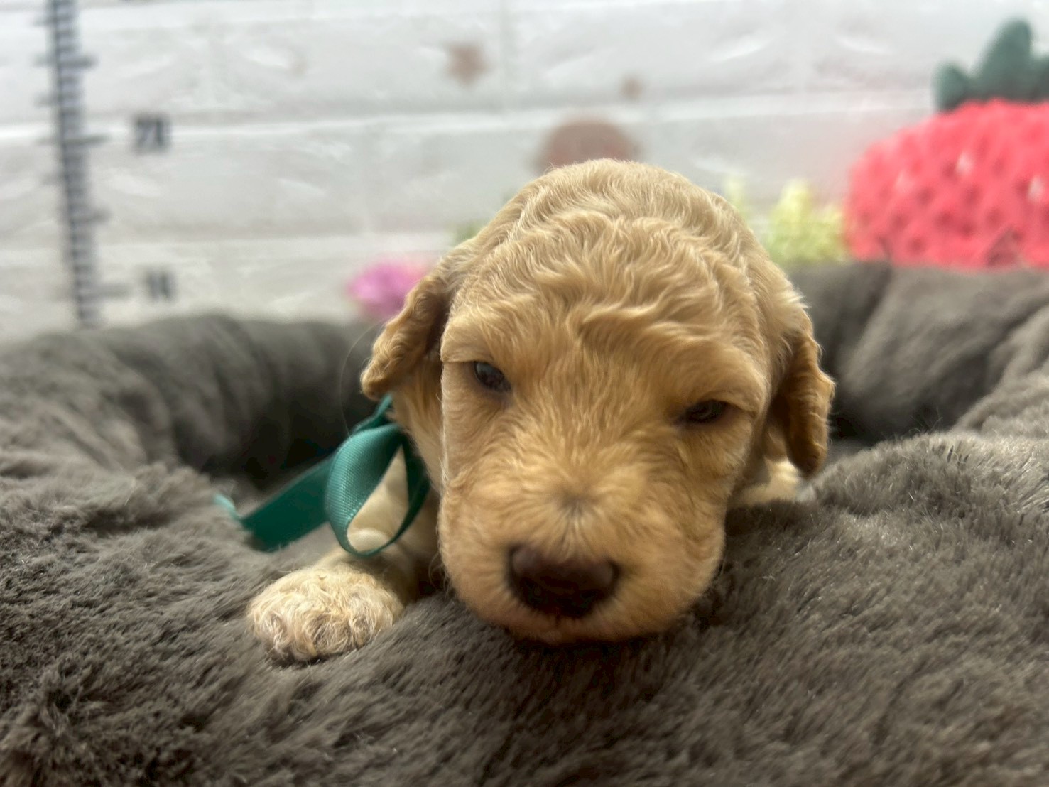 トイ・プードル