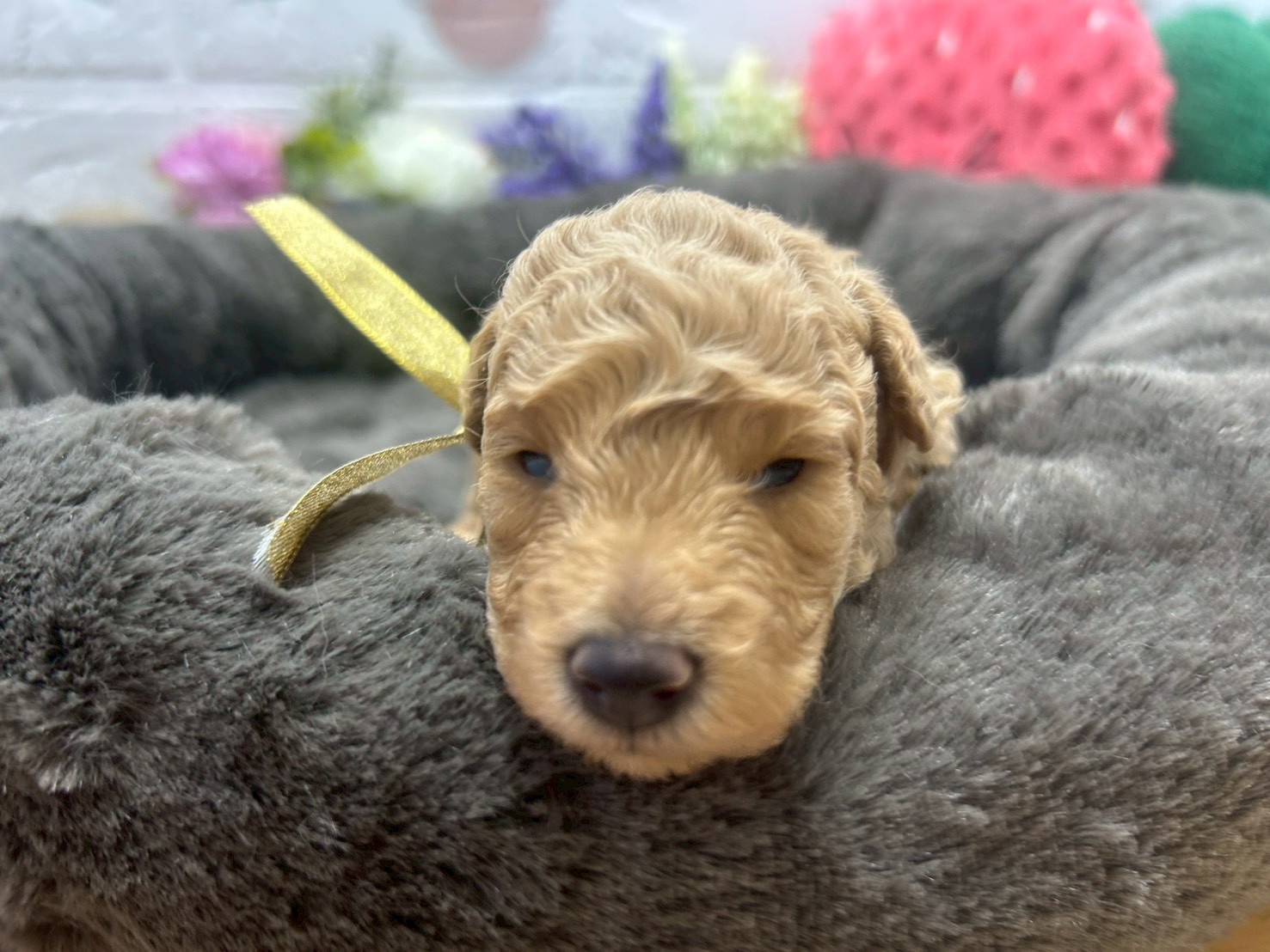 トイ・プードル