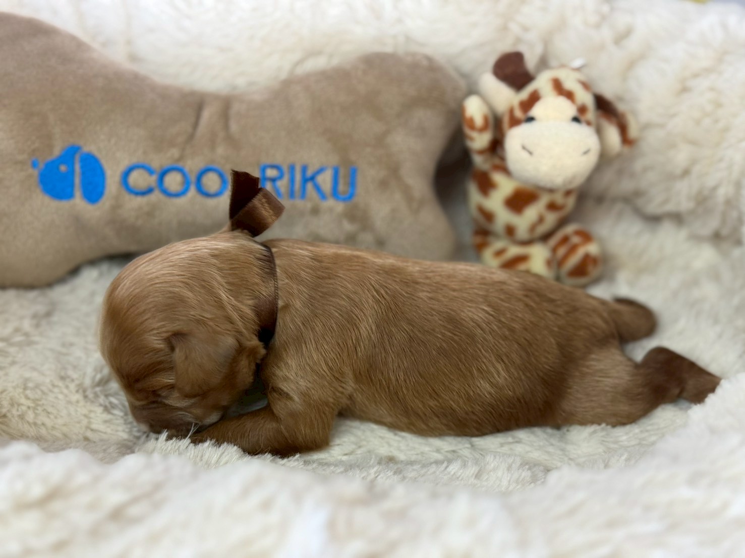 赤ちゃん写真1-2