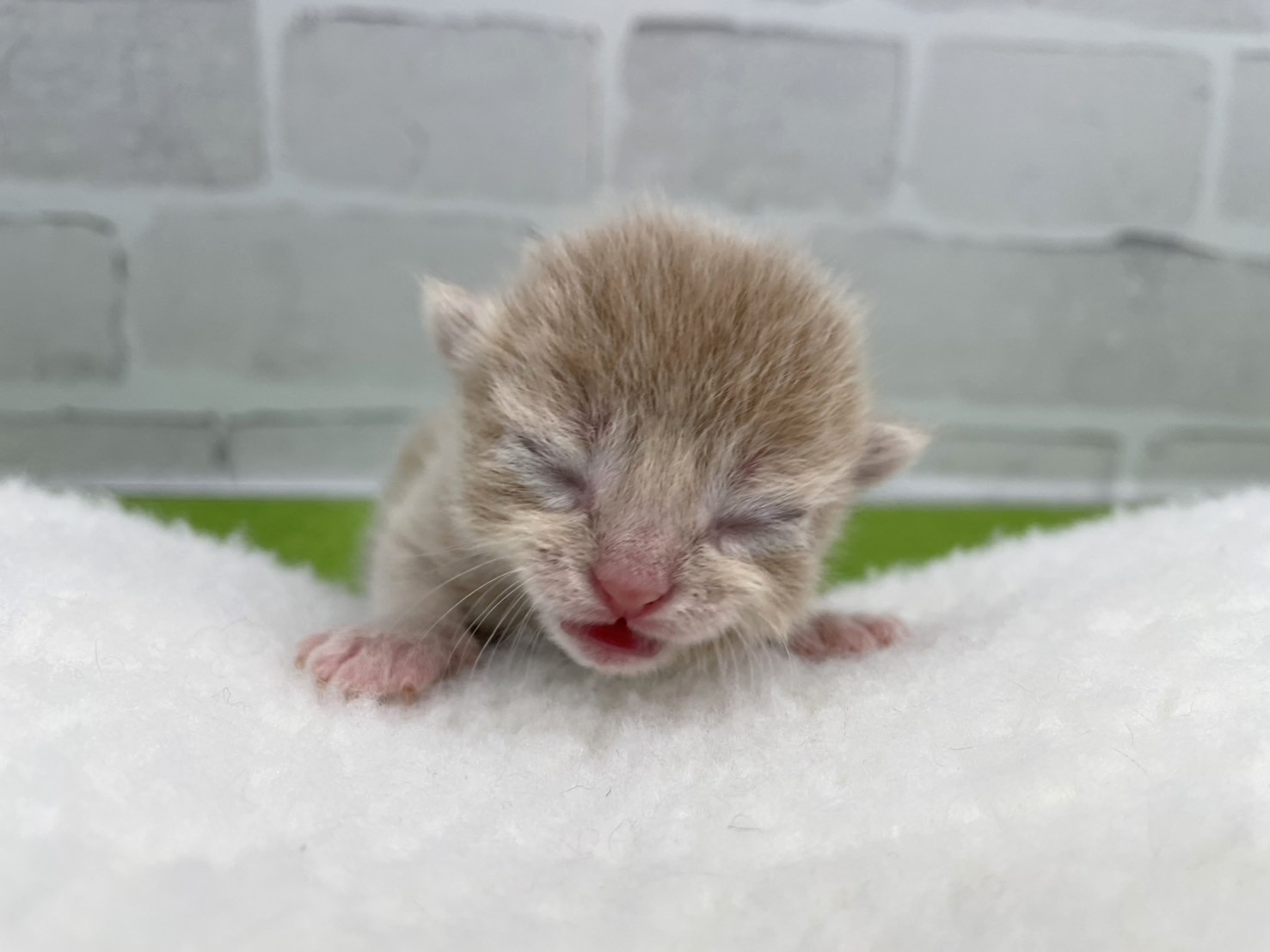 アメリカンカール