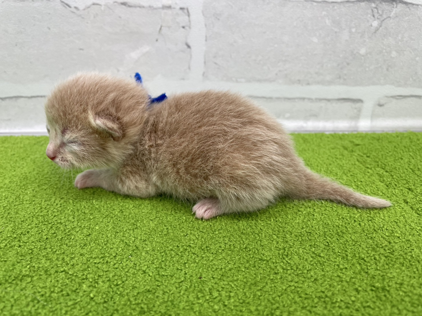 赤ちゃん写真1-2