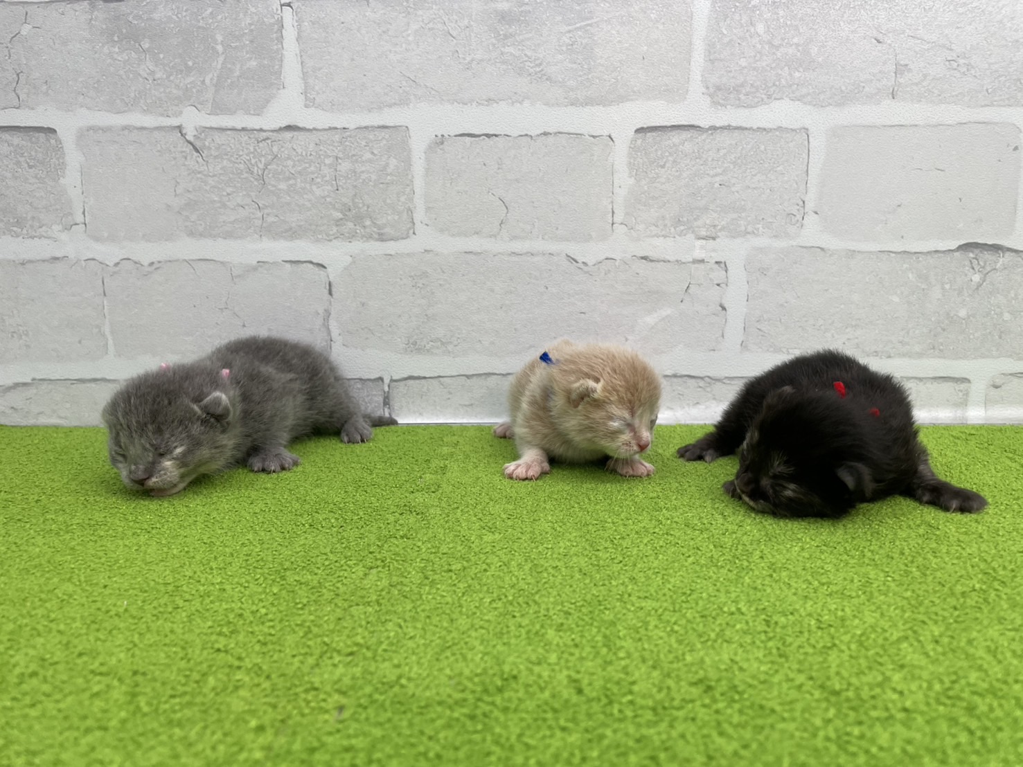 赤ちゃん写真1-3