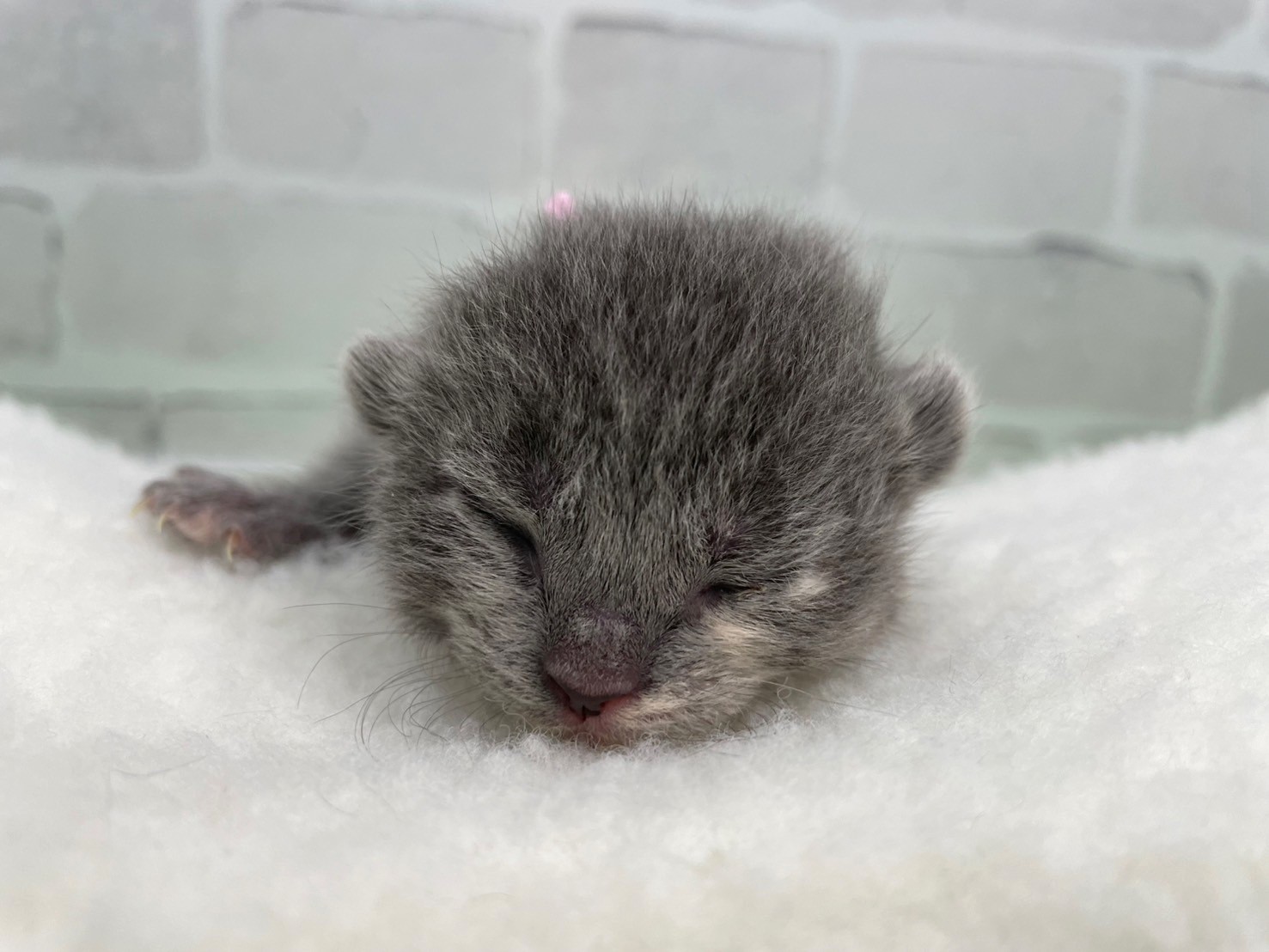 アメリカンカール