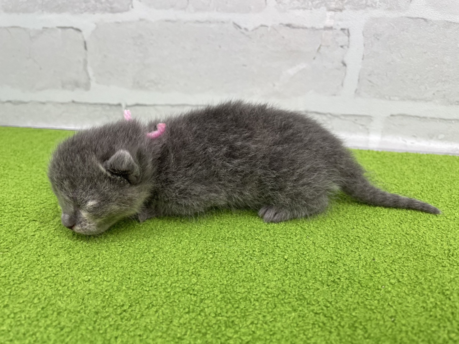 赤ちゃん写真1-2