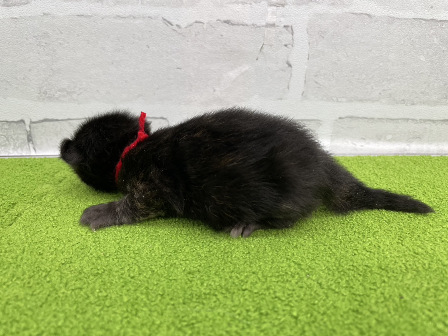 赤ちゃん写真1-2