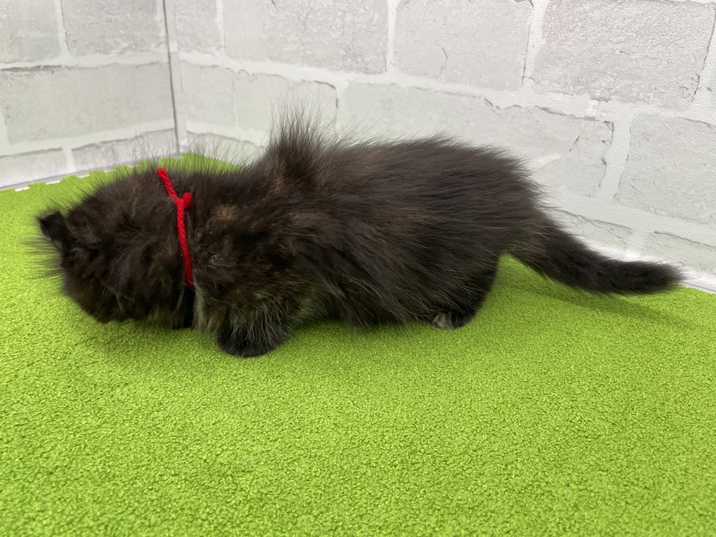 赤ちゃん写真2-2