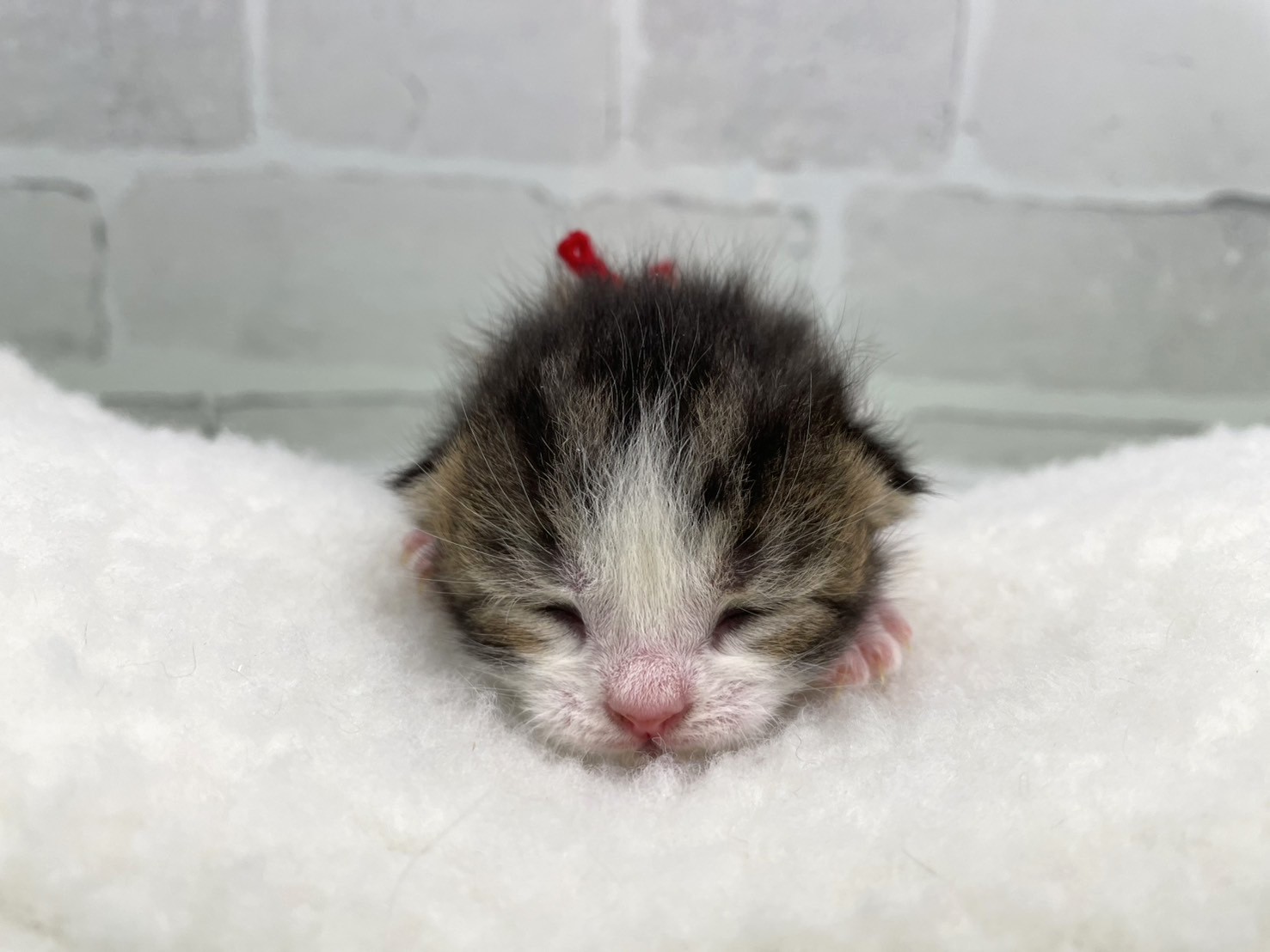 スコティッシュフォールド