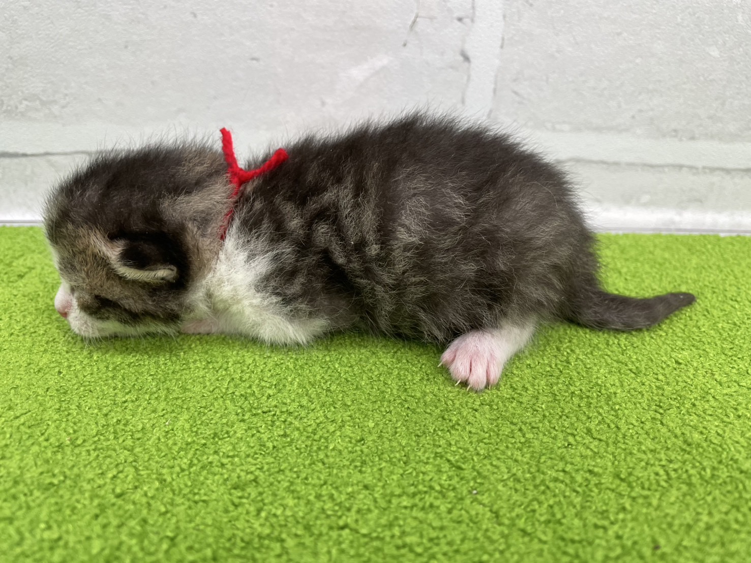 赤ちゃん写真1-2