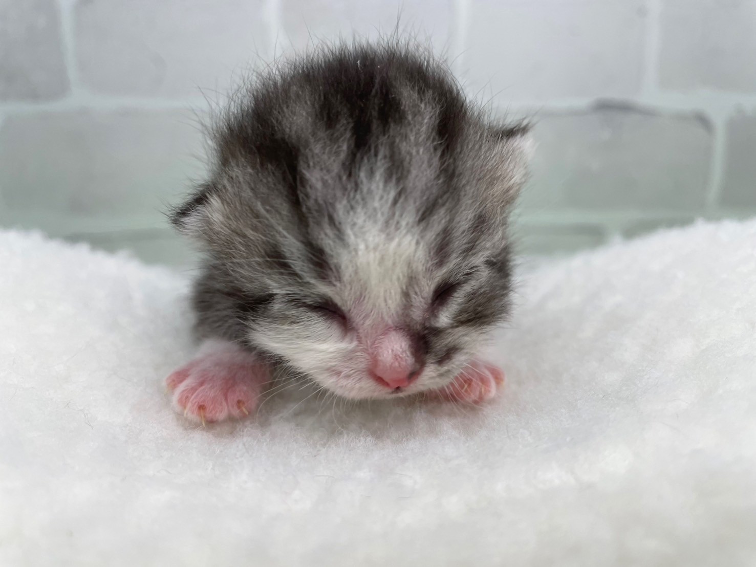 スコティッシュフォールド