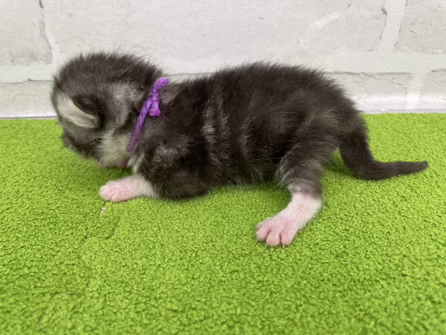 赤ちゃん写真1-2