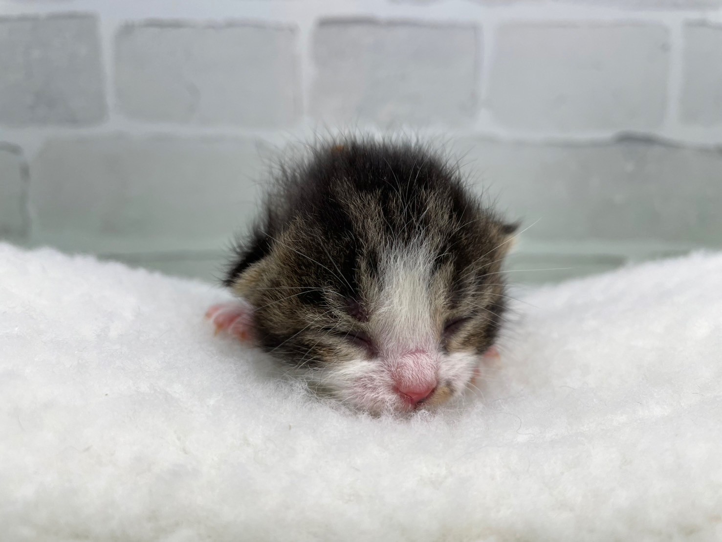 スコティッシュフォールド