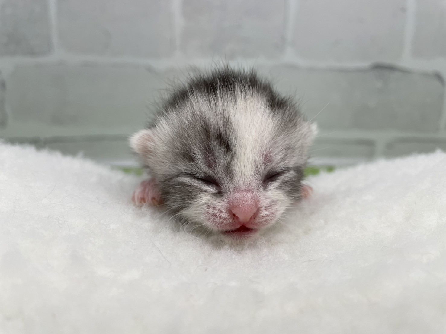 スコティッシュフォールド