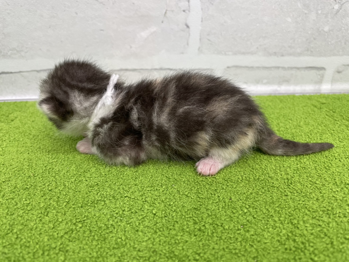 赤ちゃん写真1-2