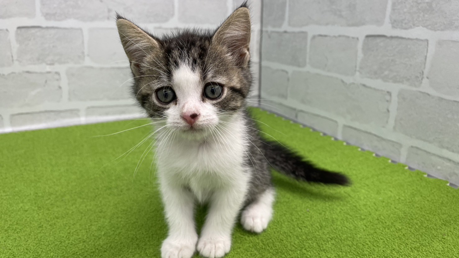 スコティッシュフォールド