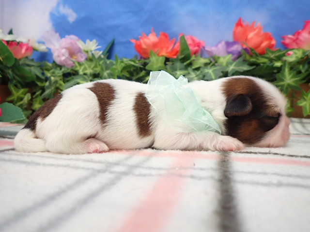 赤ちゃん写真1-2