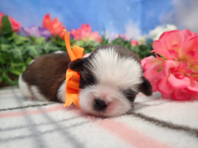 赤ちゃん写真1-1