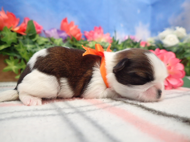 赤ちゃん写真1-2