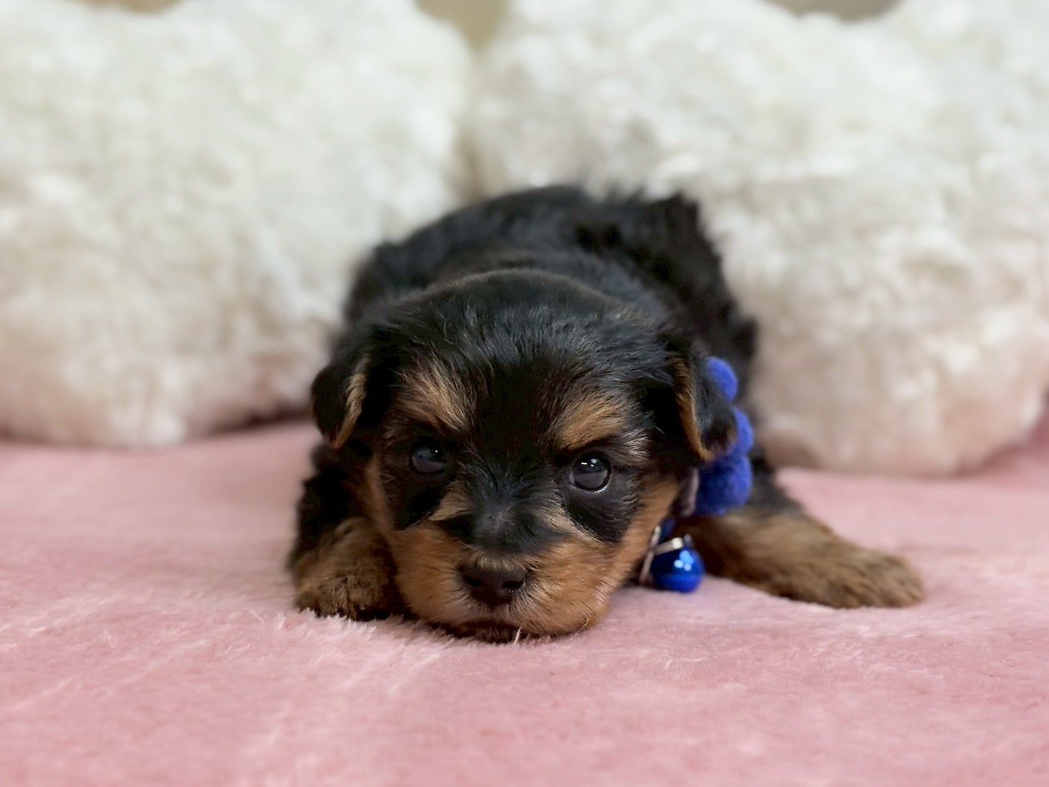 ヨークシャーテリア