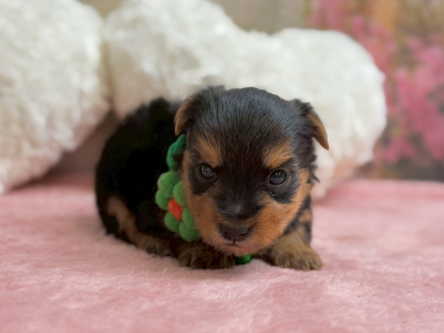 赤ちゃん写真2-1