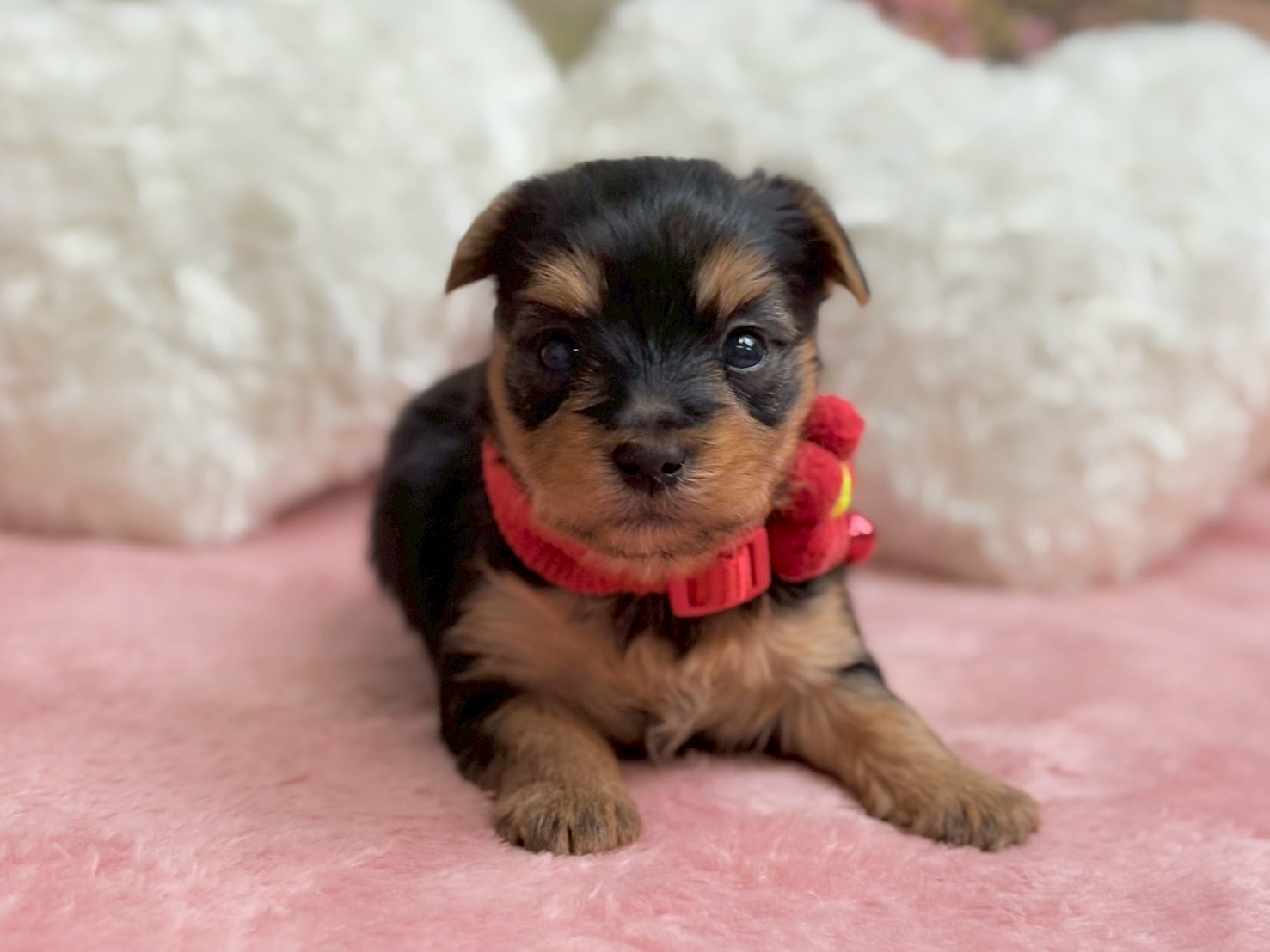 ヨークシャーテリア