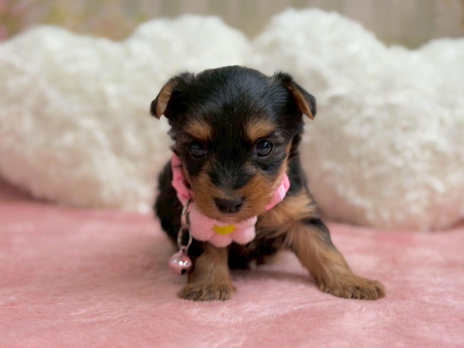 ヨークシャーテリア