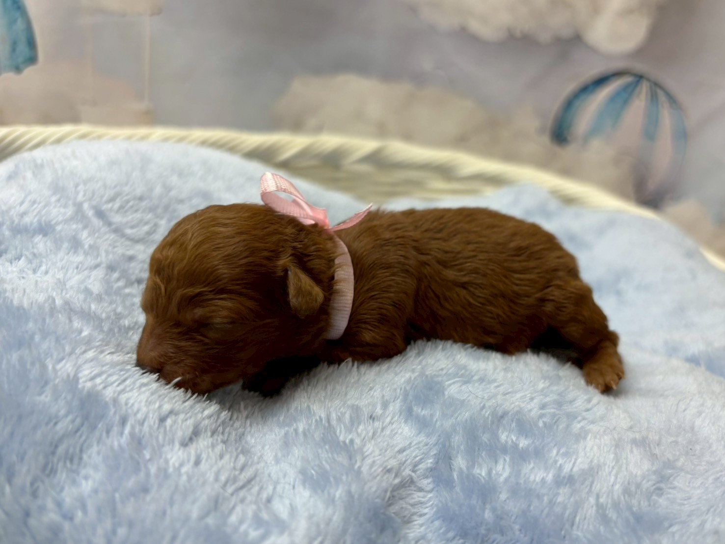 赤ちゃん写真1-2