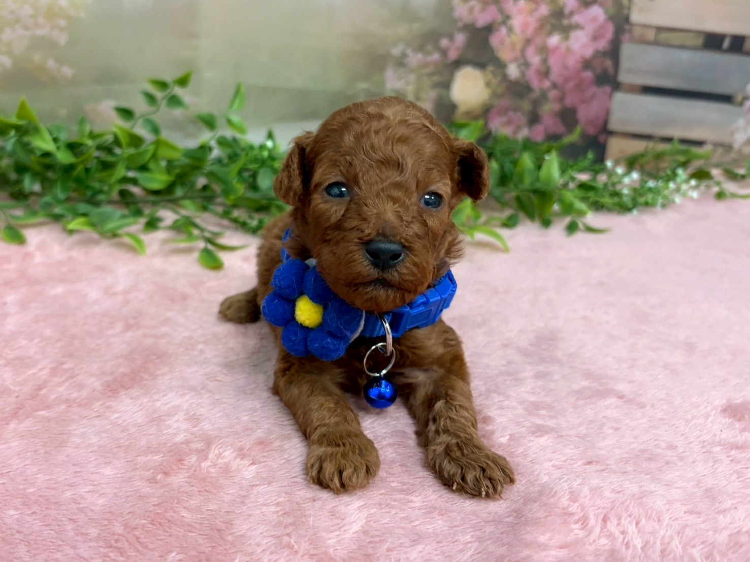 トイ・プードル