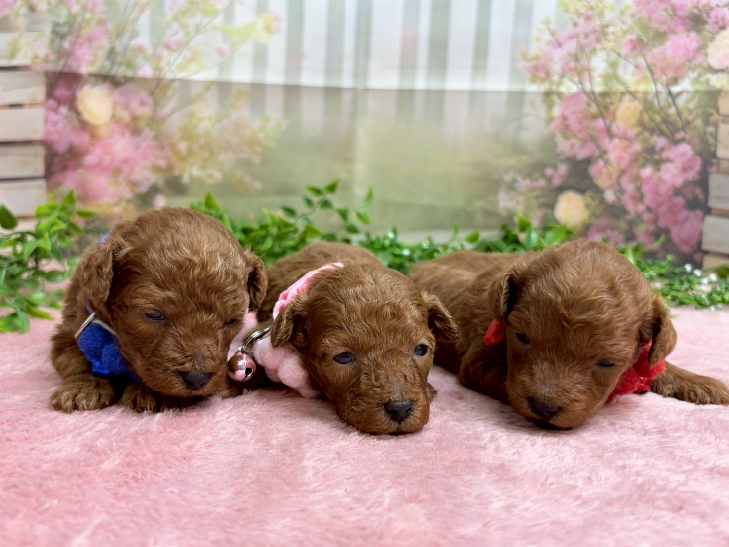 赤ちゃん写真2-3