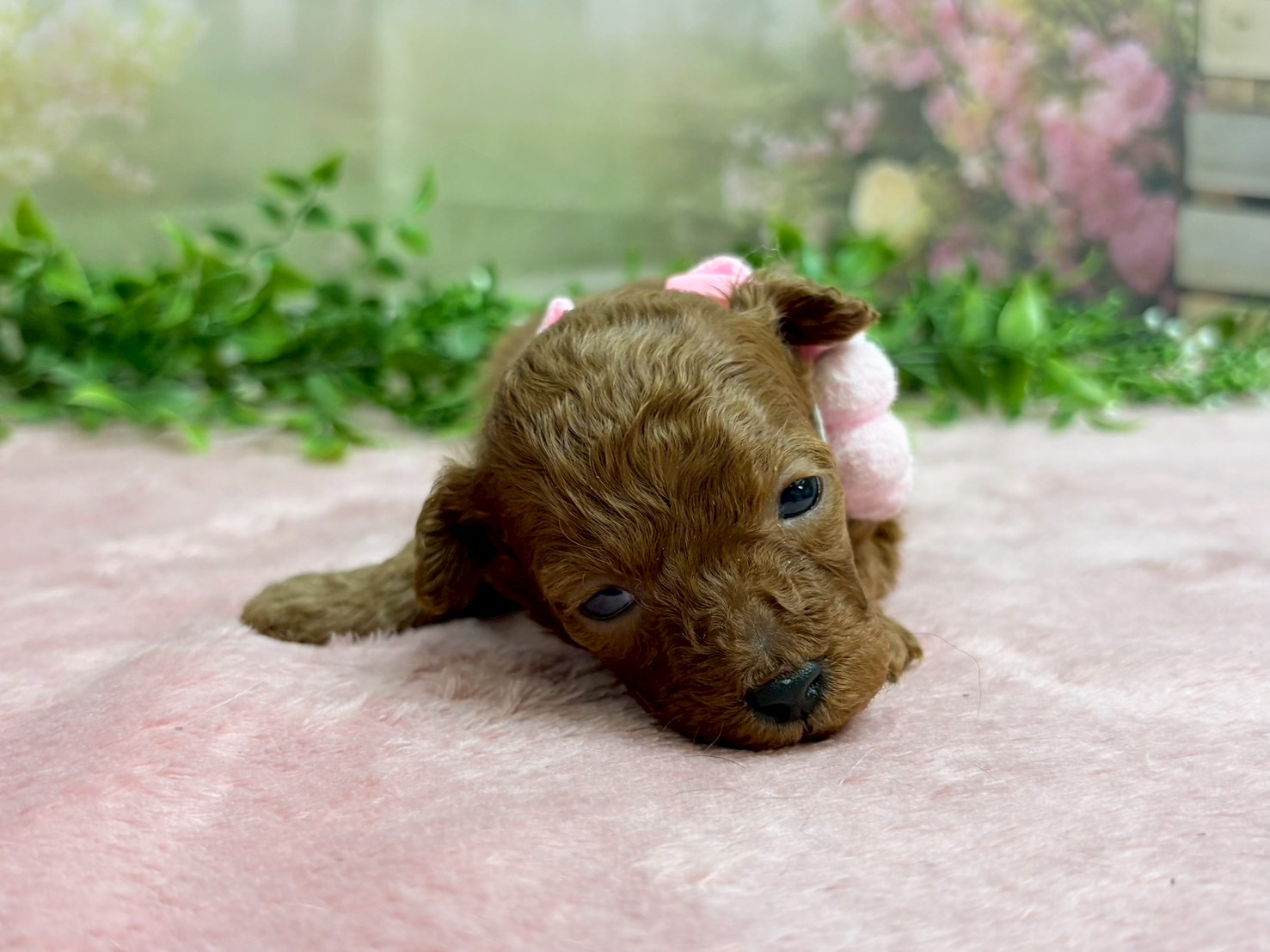 トイ・プードル