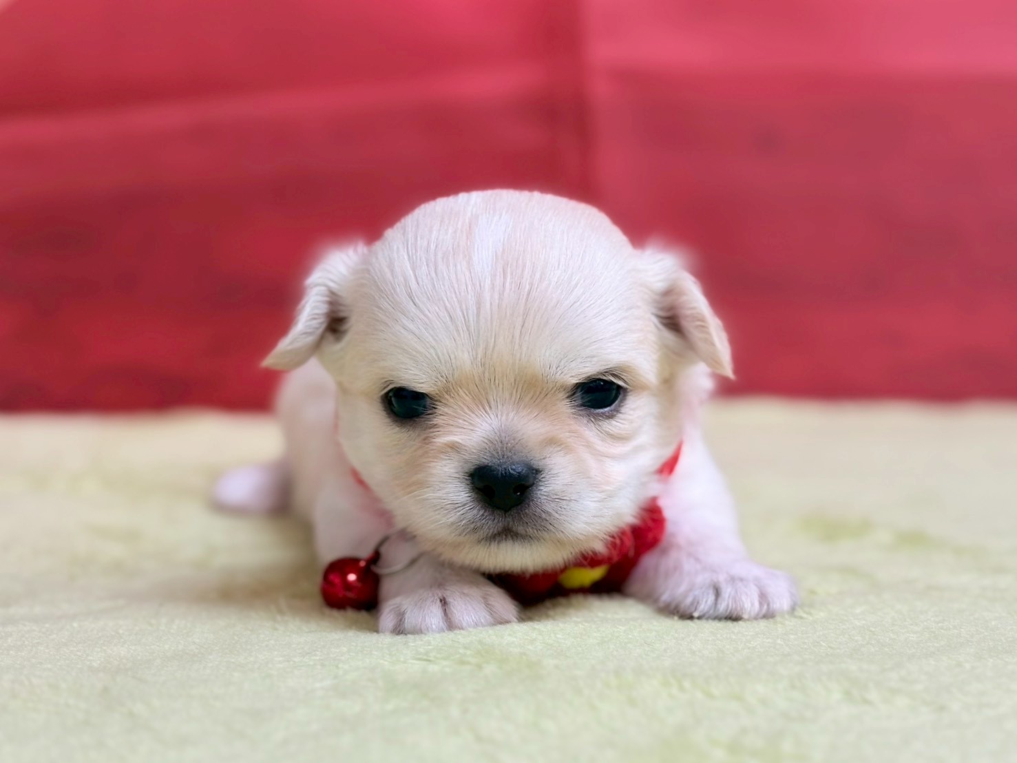 チワワ（ロングコート）